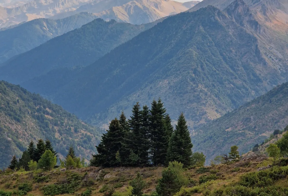 trees image
